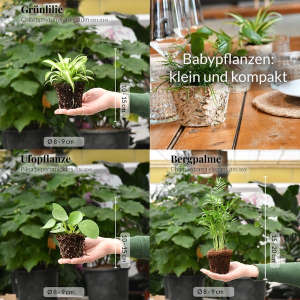 Babypflanzen Trio Tierfreundlich