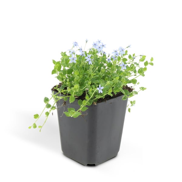 Bodendecker - Blauer Bubikopf - Isotoma fluviatilis - 9cm Topf - Set mit 12 Pflanzen