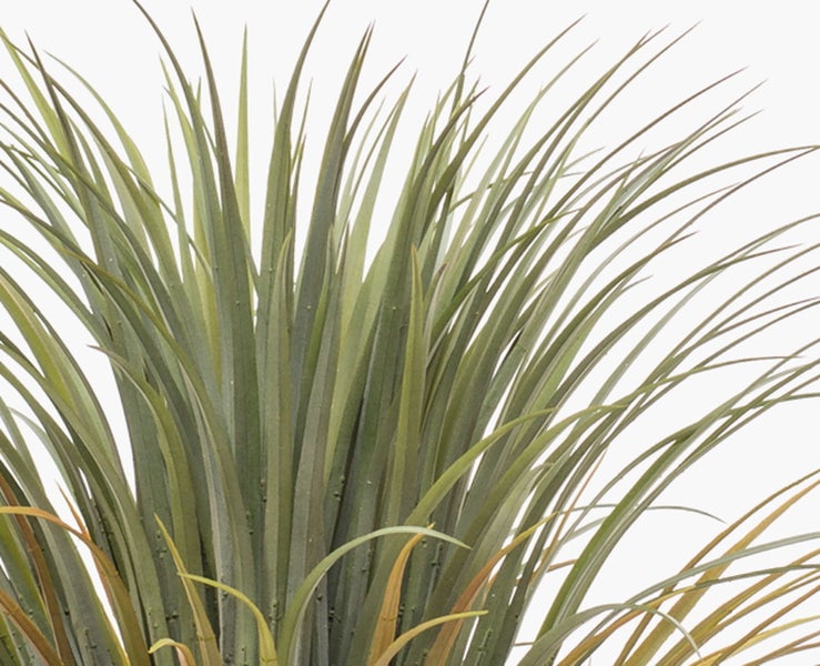 Detailansicht einer Yucca rostrata mit strukturiertem Stamm, aufrechten grünen Blättern und herabhängenden, trockenen braunen Blättern an der Krone.