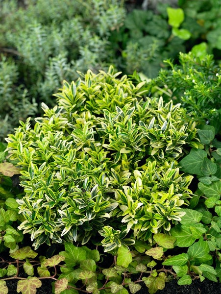 Euonymus japonicus 'Microphyl.Aureovar.', gelbgrün, ca. 9x9 cm Topf