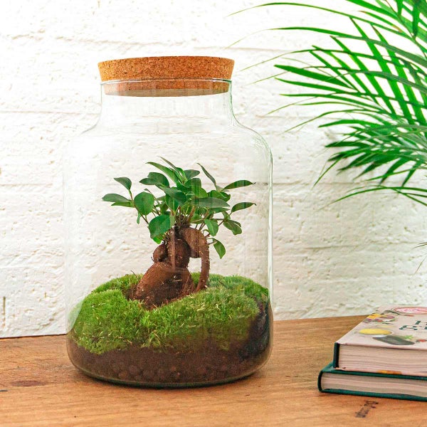 Flaschengarten Milky - DIY Pflanzenterrarium -  30 cm hoch - mit Ficus Ginseng Bonsai