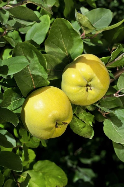 Prunus domestica 'Zwergobst', Terrassenobst, 40 cm Stammhöhe