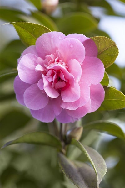 Camellia x williamsii 'Debbie', Kamelie, rosa Blüten, 40–60 cm