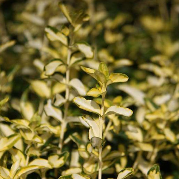 Detailaufnahme von Spindelstrauch mit Blättern