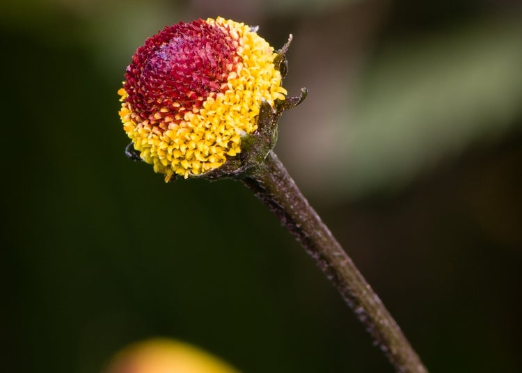 SAFLAX Garden to go - Parakresse - Acmella oleracea - 500 Samen - Mit Topf, Klima - Deckel und Anzuchtsubstrat
