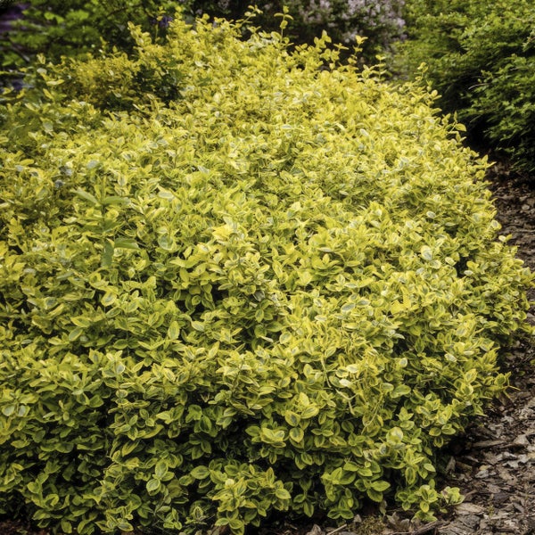 Bodendecker - Kriechspindel - Euonymus fortunei 'Emerald Gold' - 9cm Topf - Set mit 40 Pflanzen