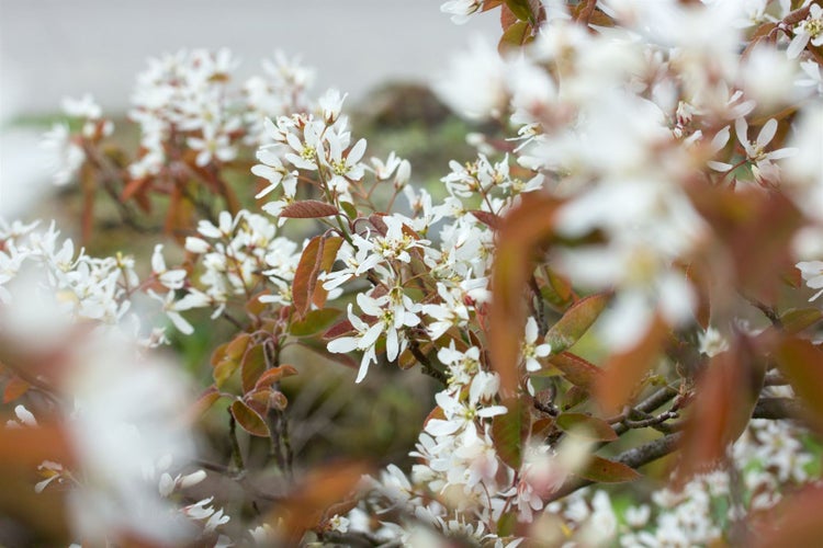 Amelanchier lamarckii, Kupfer-Felsenbirne, weiß, 40–60 cm