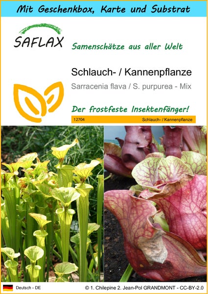 SAFLAX Geschenk Set - Schlauch- / Kannenpflanze - Sarracenia flava / S. purpurea - Mix - 10 Samen - Mit Geschenkbox, Versandaufkleber, Geschenkkarte und Anzuchtsubstrat
