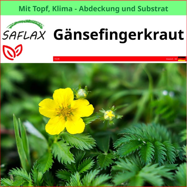 Gänsefingerkraut Pflanze mit gelber Blüte