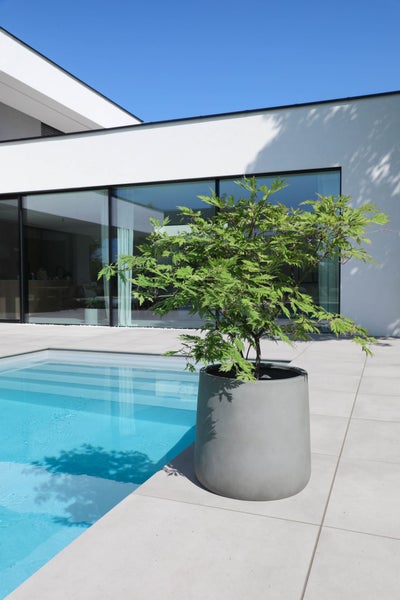 Moderner grauer Pflanzkübel in Betonoptik mit grünem Fächerahorn auf einer hellen Steinterrasse an einem Pool vor einem modernen Haus.