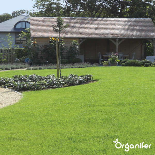Gepflegter Rasen mit Gartenhaus im Hintergrund