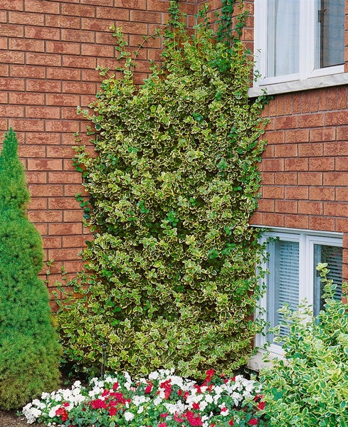 Kletternder Spindelstrauch an einer Ziegelmauer mit blühenden Blumen im Beet.