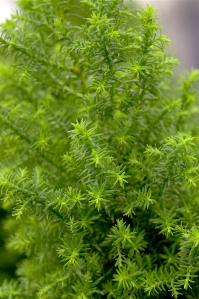 Chamaecyparis thyoides 'Top Point', Scheinzypresse, 20–30 cm