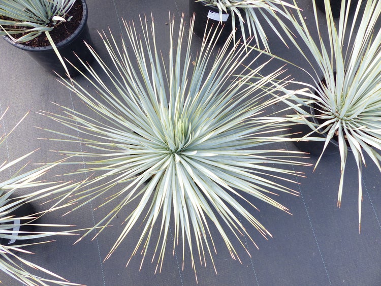 Yucca rostrata im Pflanztopf mit strahlenförmig angeordneten schmalen Blättern, Draufsicht.