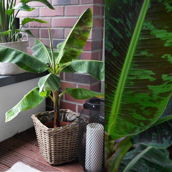 Bananenpflanze | Musa Dwarf Cavendish ca. 90–100 cm | XXL-Zimmerpflanze | tropisches Flair für Balkon & Wohnzimmer | schnellwachsend