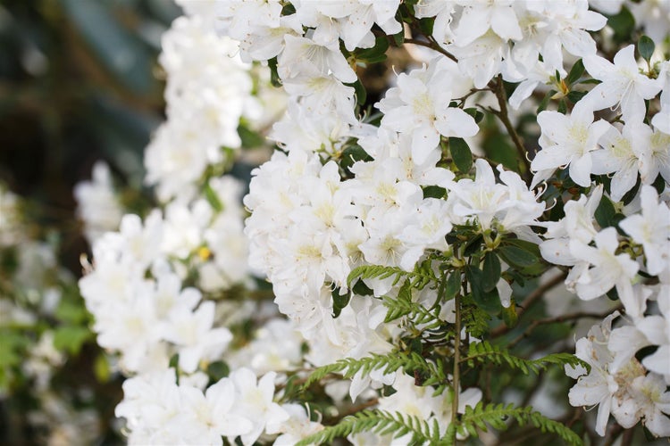 Rhododendron obtusum 'Schneesturm', Azalee, weiß, 30–40 cm