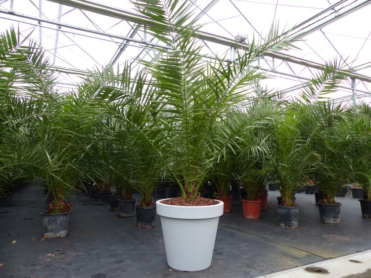 Dattelpalme in einem Pflanzgefäß