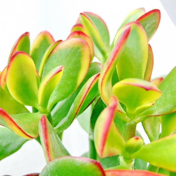 Crassula portulacea Sunset - große Pflanze im 12cm Topf