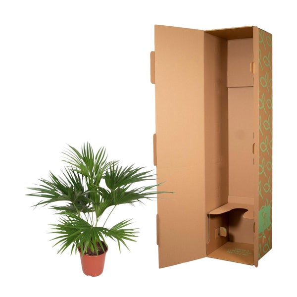 Zwergpalme im Topf neben einem offenen Karton für Pflanzen