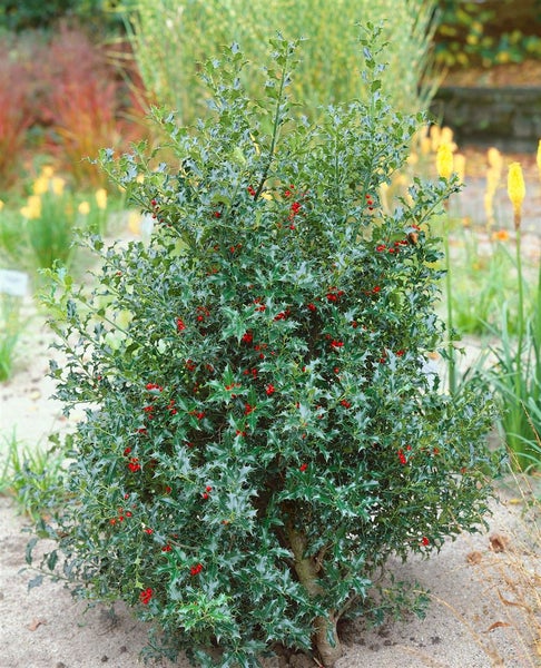 Stechpalme mit Blättern und roten Beeren