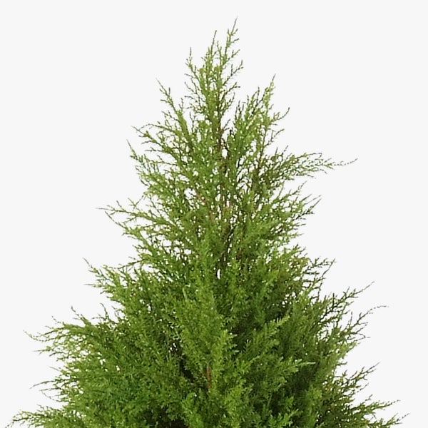 Immergrüner Nadelbaum mit dichtem grünen Laub und pyramidenförmigem Wuchs.