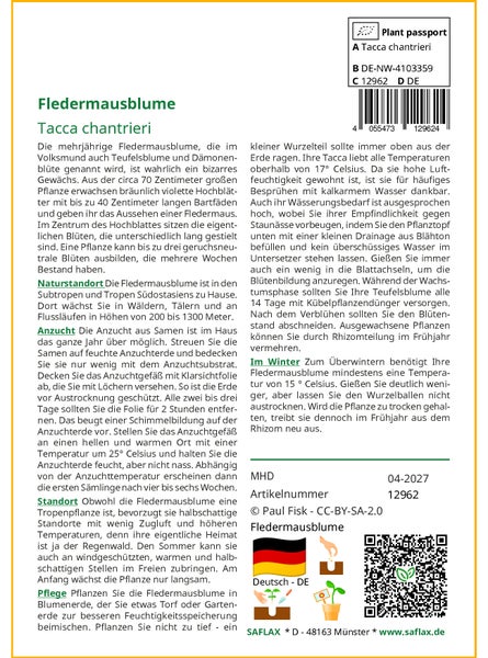 SAFLAX Garden to go - Fledermausblume - Tacca chantrieri - 10 Samen - Mit Topf, Klima - Deckel und Anzuchtsubstrat