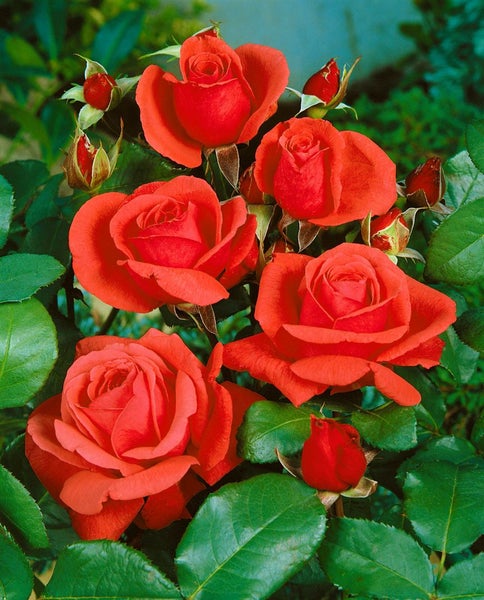 Rosa 'Duftwolke', Edelrose, duftend, 3-5 Liter Container