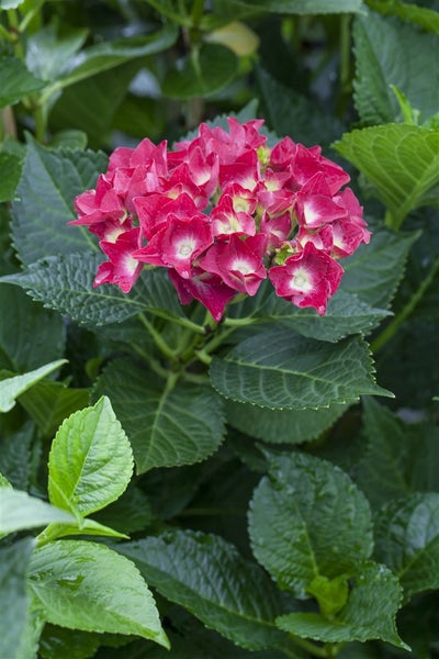 Nahaufnahme einer rosa Bauernhortensie im Garten.