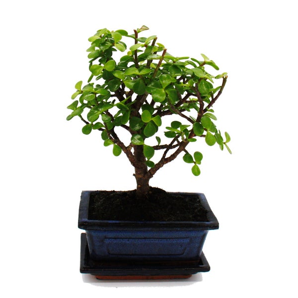 Bonsai - Portulacaria afra - Jadebaum - Afrikanischer Elefantenbaum - ca. 4-5 Jahre - Kugelform