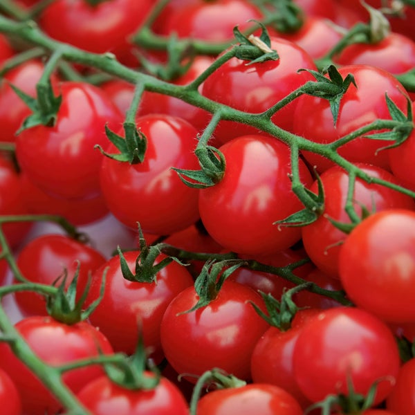 Rote Kirschtomaten an der Rispe mit grünen Stielen