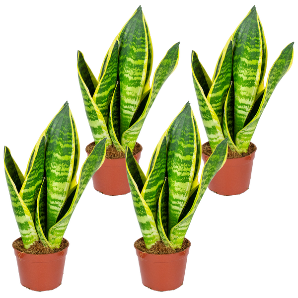 Moderne Dusch-Badewannen-Kombination mit Glasabtrennung, Massagedüsen, Regenduschkopf und Handbrause in einem hellen Badezimmer.