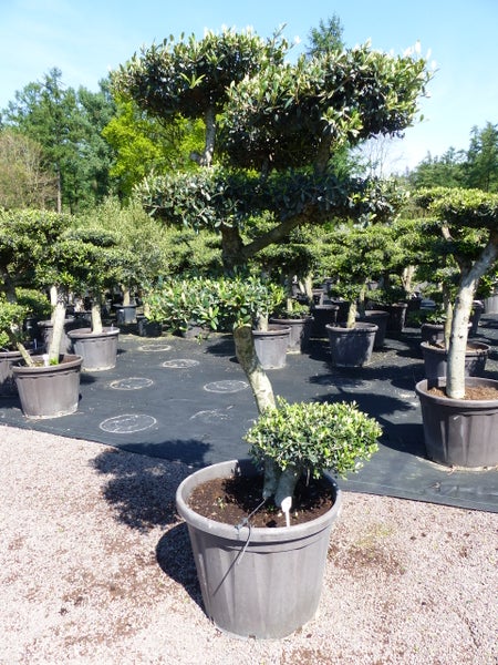 Olivenbaum 7 Pon Pon Bonsai Formgehölz Gartenbonsai Olea europaea Olive winterhart