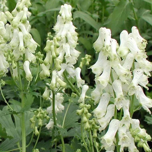 Gruppe von weißem Eisenhut im Garten