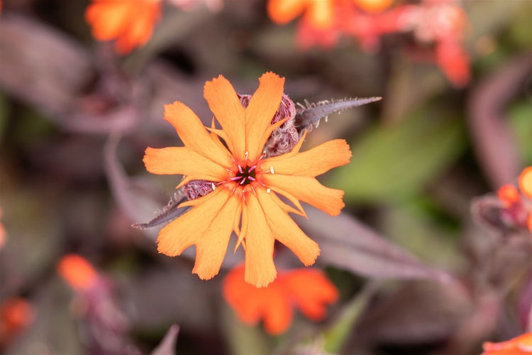 Lychnis x arkwrightii 'Vesuvius', leuchtend orange, ca. 9x9 cm Topf