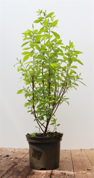 Clethra alnifolia 'Pink Spire', Scheineller, rosa Blüten, 40–60 cm