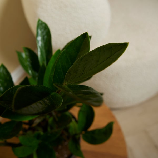 Bloomique - 2er Set - Zamioculcas Zamiifolia - Glücksfeder - Zimmerpflanzen - Sehr Pflegeleicht - Luftreinigend - Höhe 30-40 cm - Topf 12 cm