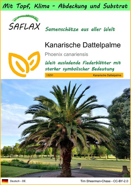 SAFLAX Garden to go - Kanarische Dattelpalme - Phoenix canariensis - 10 Samen - Mit Topf, Klima - Deckel und Anzuchtsubstrat