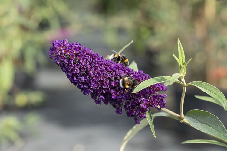 Buddleja davidii 'Black Knight', Schmetterlingsflieder, dunkelviolett, 40–60 cm