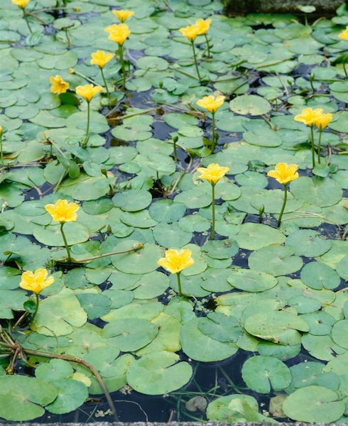 Nymphoides peltata, Seekanne, gelb, ca. 9x9 cm Topf