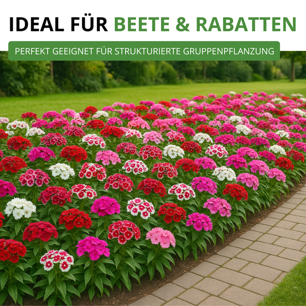 Beet mit Gruppenpflanzung von Nelken