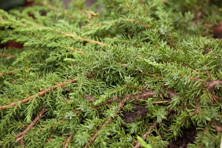 Juniperus communis 'Green Carpet', Wacholder, 30–40 cm