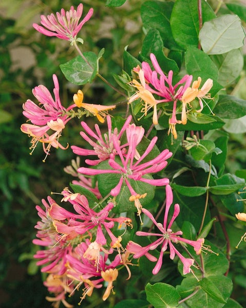 Lonicera heckrottii, Geißblatt, 80–100 cm, duftend