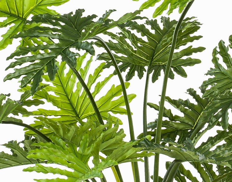 Grüne, tief gelappte Blätter eines Baum-Philodendrons an langen Stielen.
