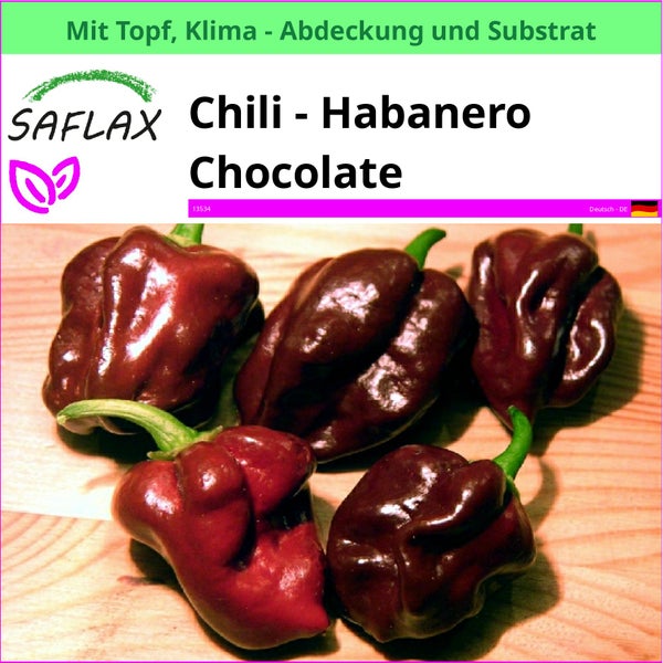 SAFLAX Garden to go - Chili - Habanero Chocolate - Capsicum chinense - 10 Samen - Mit Topf, Klima - Deckel und Anzuchtsubstrat