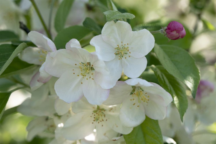 Nahaufnahme von Apfelblüten an einem Zweig mit grünen Blättern und einer ungeöffneten Knospe im Frühling