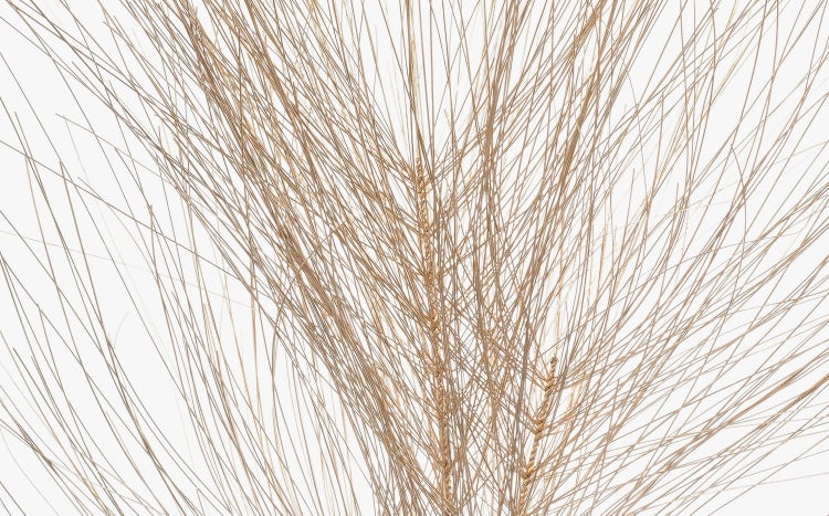 Getrocknetes Dekogras mit feinen Halmen in natürlichen Brauntönen.