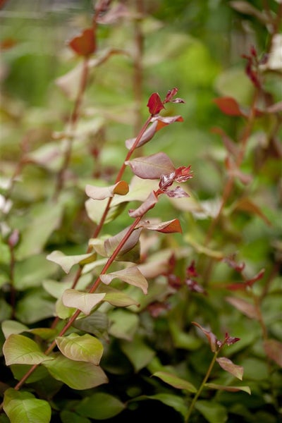 Lagerstroemia indica 'Berry Dazzle', Kreppmyrte, pink, 30–35 cm