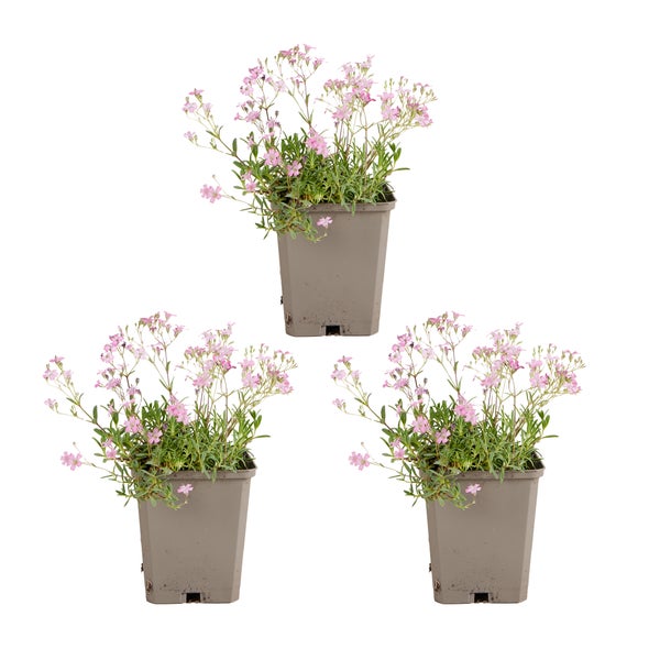 Drei blühende Pflanzen mit kleinen rosa Blüten in quadratischen braunen Kunststofftöpfen.