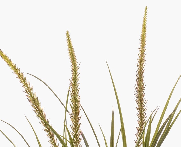 Künstliche Ficus Longifolia Kunstpflanze im schwarzen Topf mit schmalen grünen Blättern und braunem Stamm.