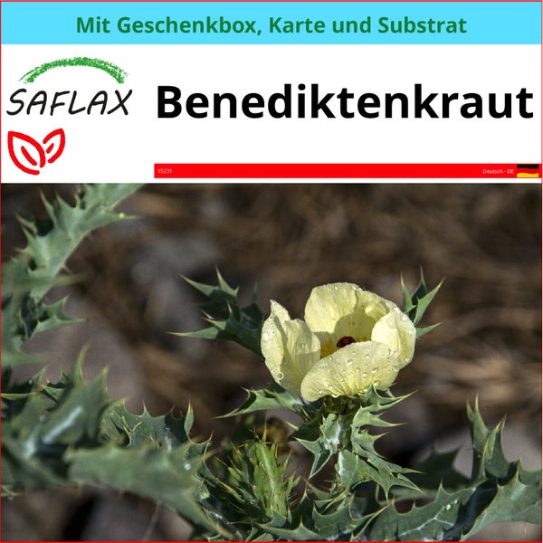 SAFLAX Geschenk Set - Benediktenkraut - Cnicus benedictus - 50 Samen - Mit Geschenkbox, Versandaufkleber, Geschenkkarte und Anzuchtsubstrat